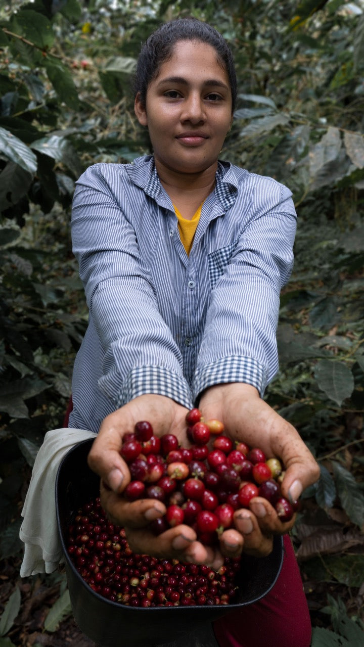 Schoenkaffee - Kolumbien - Finca El Origen Direct Trade / Espresso