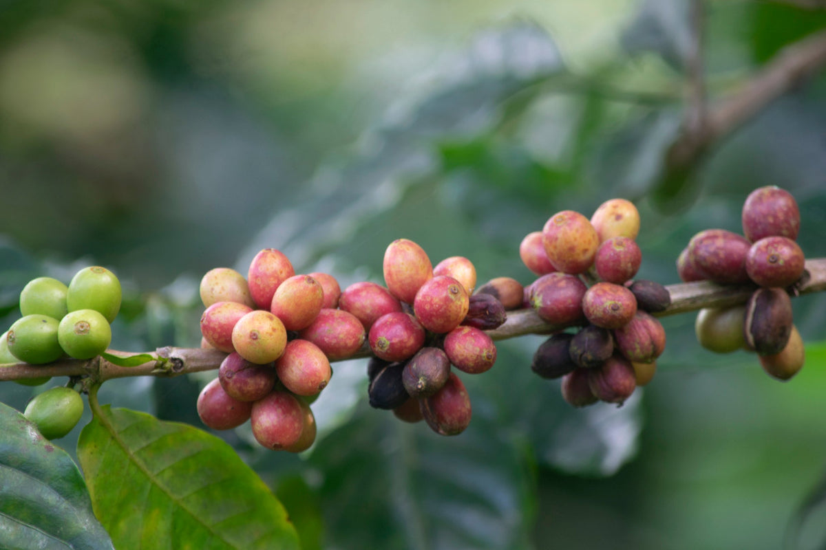 Schoenkaffee - Kolumbien - Finca El Origen Direct Trade / Espresso