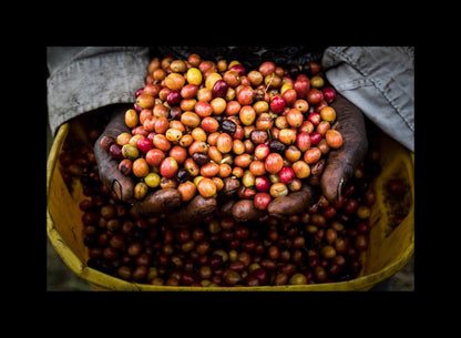 Schoenkaffee - Kolumbien - Midnight Bloom Direct Trade