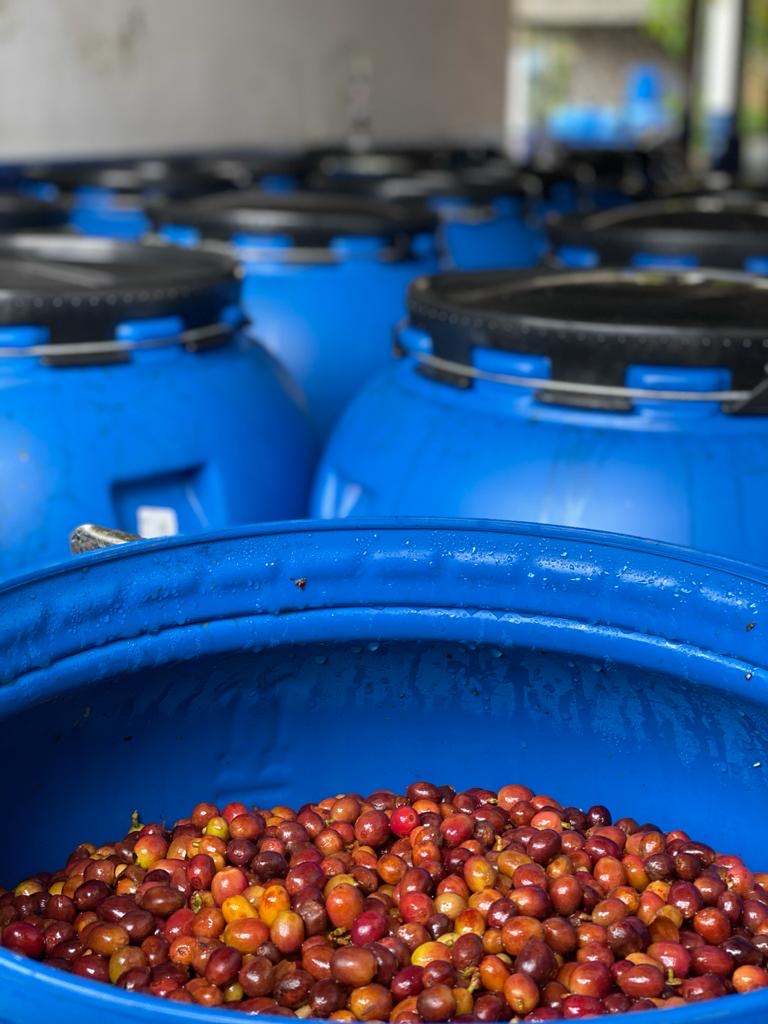 Schoenkaffee - Kolumbien - Limonada de Frutos Rojos Direct Trade