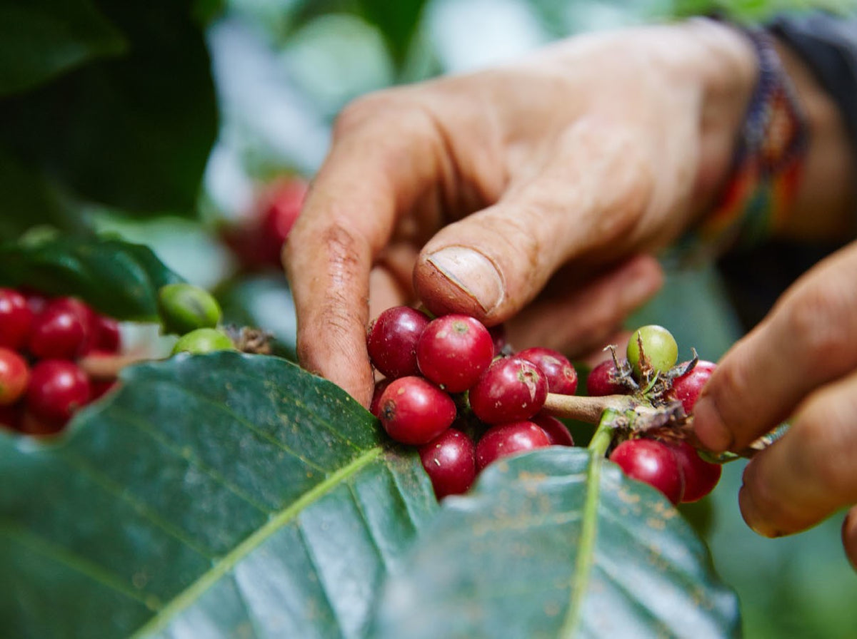 Schoenkaffee - Kolumbien - Finca El Origen Direct Trade / Espresso
