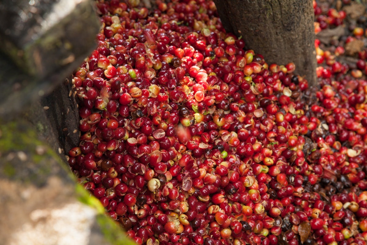 Schoenkaffee - Mexiko - Oaxaca Decaf BIO