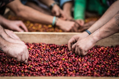 Schoenkaffee - Kolumbien - Limonada de Frutos Rojos Direct Trade