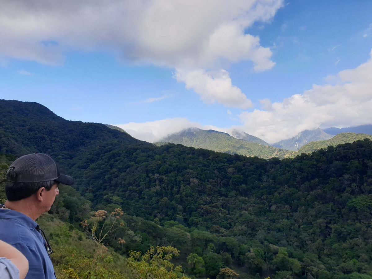 Schoenkaffee - Panama - Maragogype