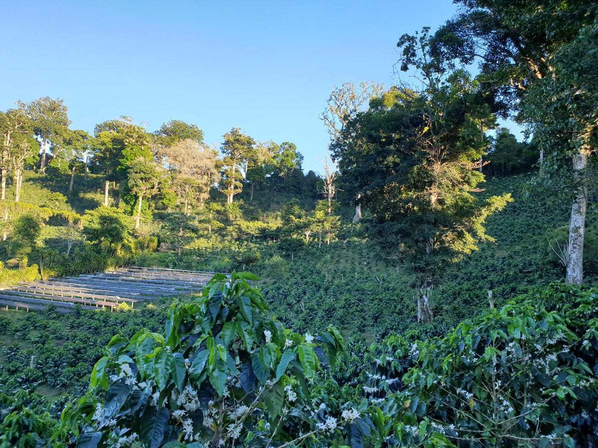 Schoenkaffee - Panama - Maragogype