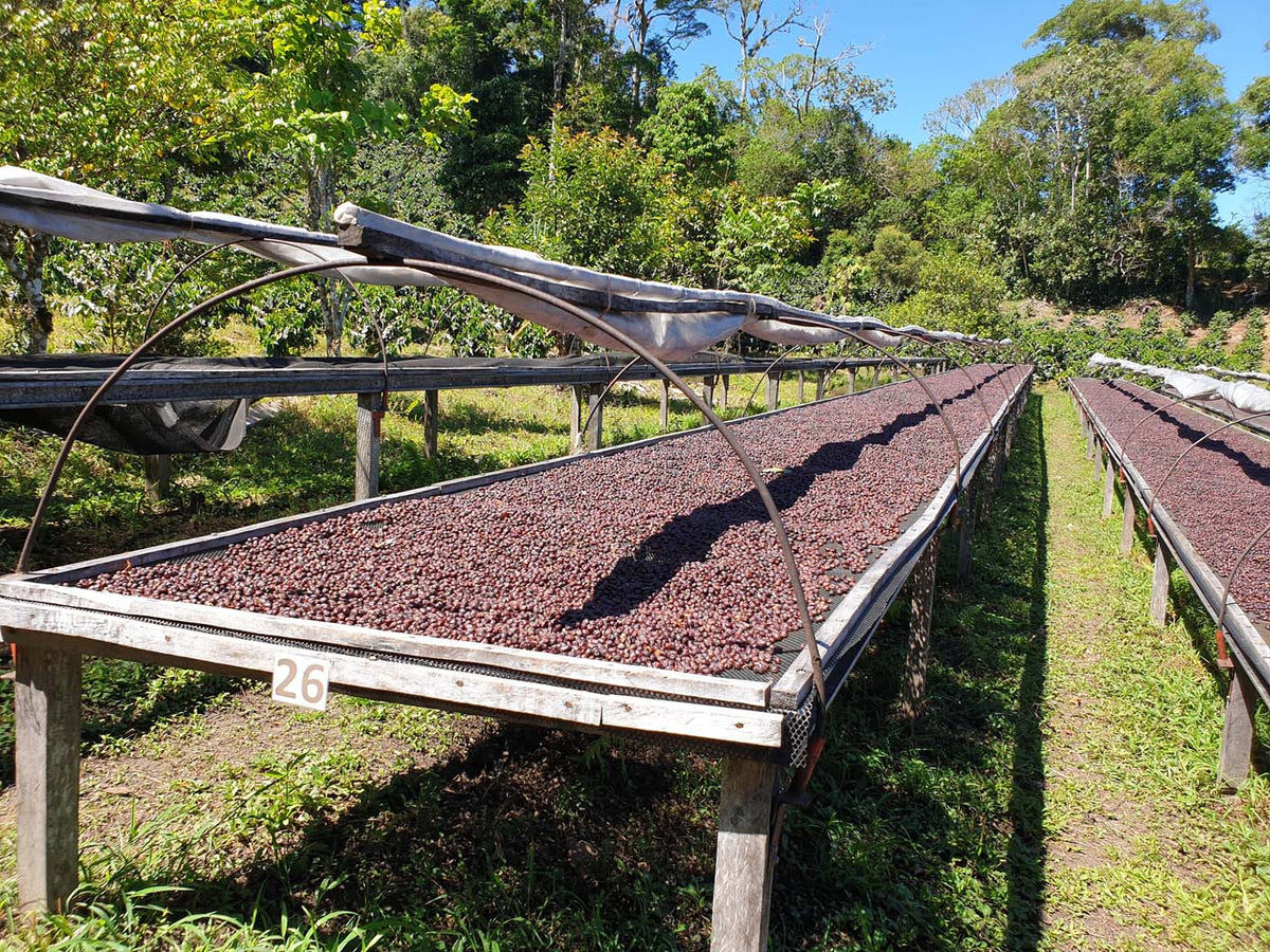 Schoenkaffee - Panama - Maragogype