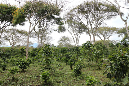 Schoenkaffee - Kolumbien - El Bombo Women BIO / Filterkaffee