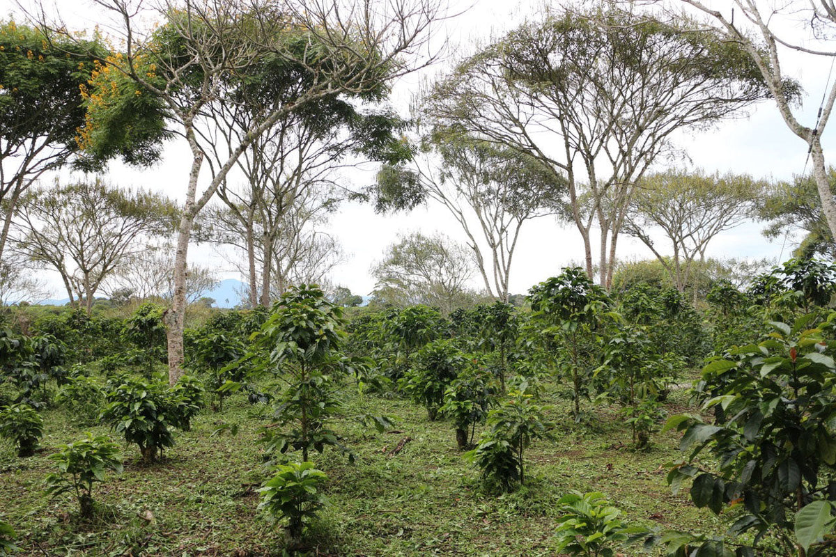 Schoenkaffee - Mujeres Fuertes BIO / Espresso