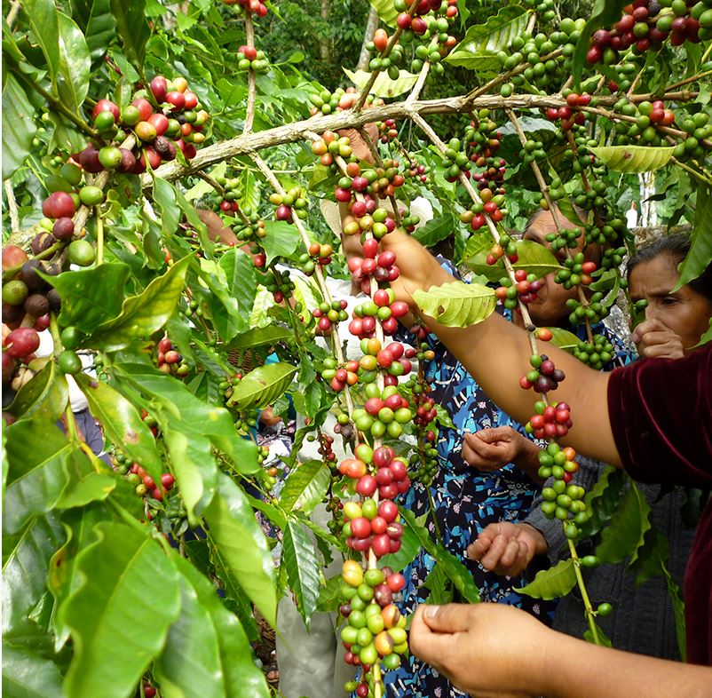 Schoenkaffee - Mexiko - Oaxaca Decaf BIO