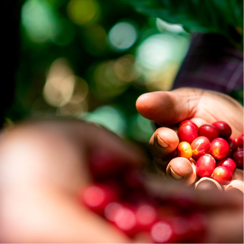 Schoenkaffee - Mexiko - Oaxaca Decaf BIO