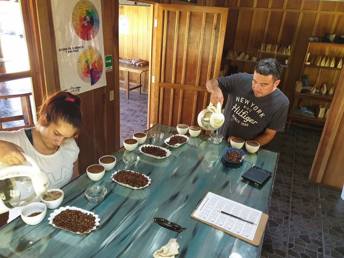 Schoenkaffee - Panama - Maragogype
