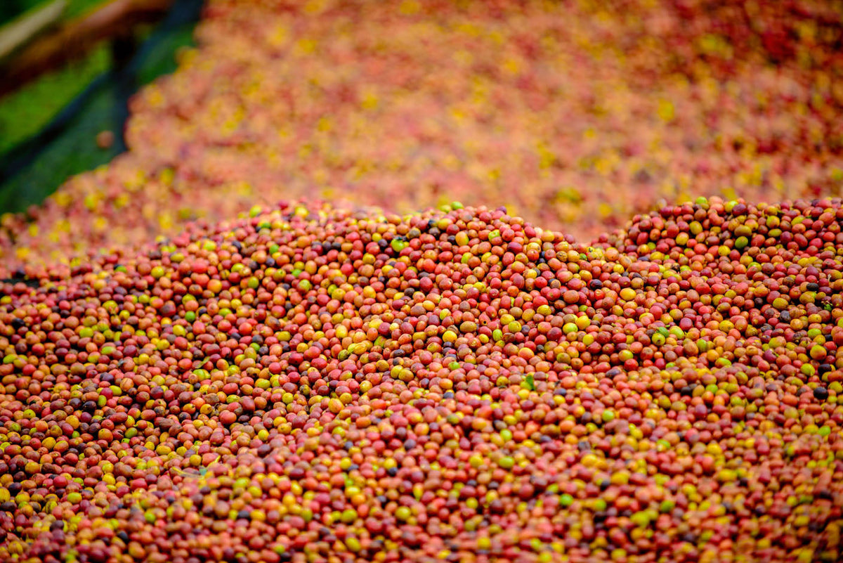 Schoenkaffee - Ruanda - Mbizi Women Coffee BIO / Espresso