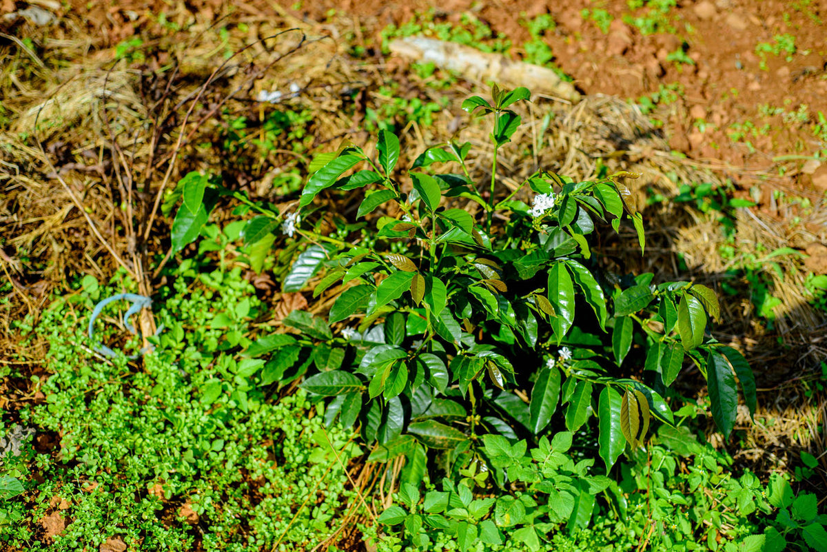 Schoenkaffee - Ruanda - Mbizi Women Coffee BIO / Espresso