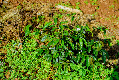 Schoenkaffee - Ruanda - Mbizi Women Coffee BIO / Espresso