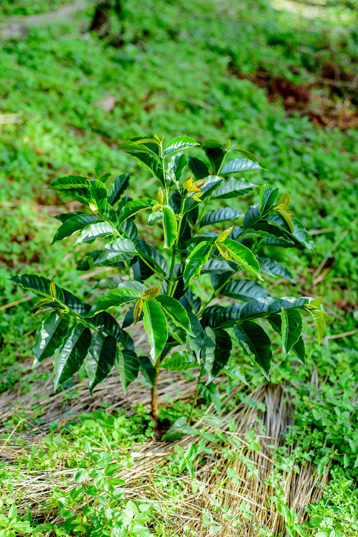 Schoenkaffee - Ruanda - Mbizi Women Coffee BIO / Espresso
