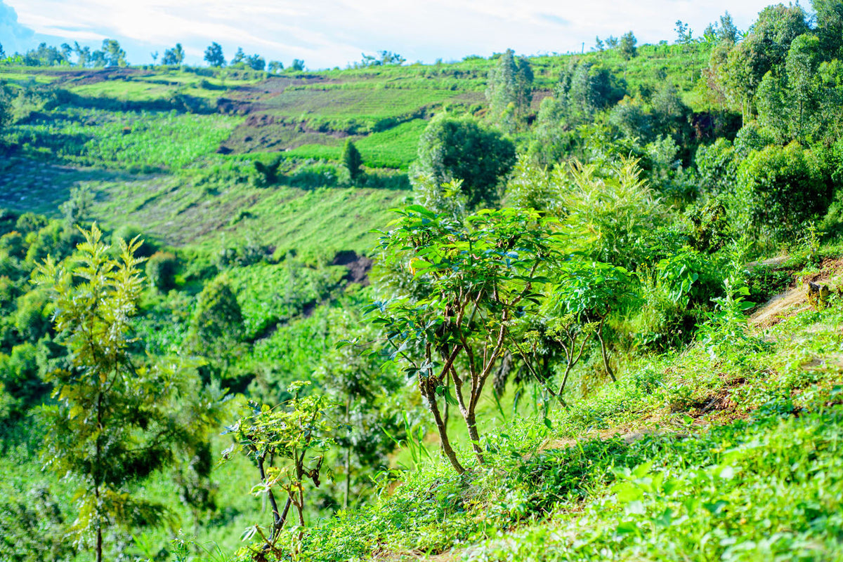 Schoenkaffee - Ruanda - Mbizi Women Coffee BIO / Espresso