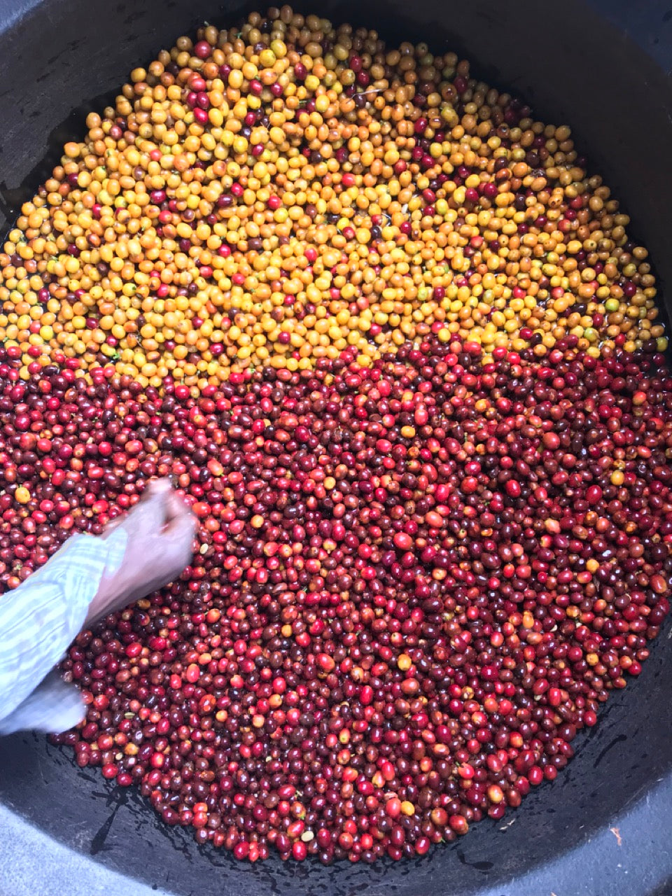 Schoenkaffee - Kolumbien - Midnight Bloom Direct Trade