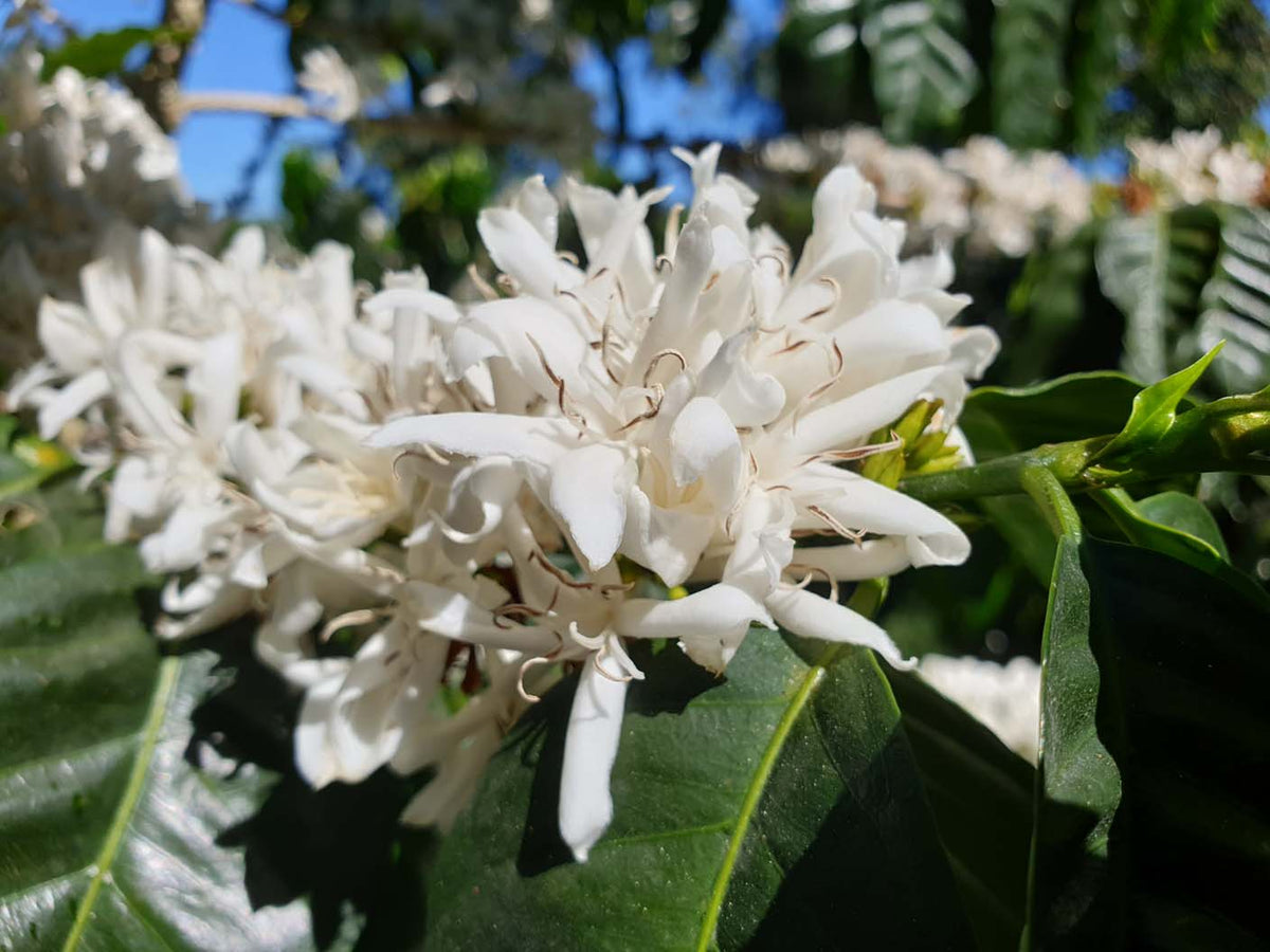 Schoenkaffee - Panama - Maragogype