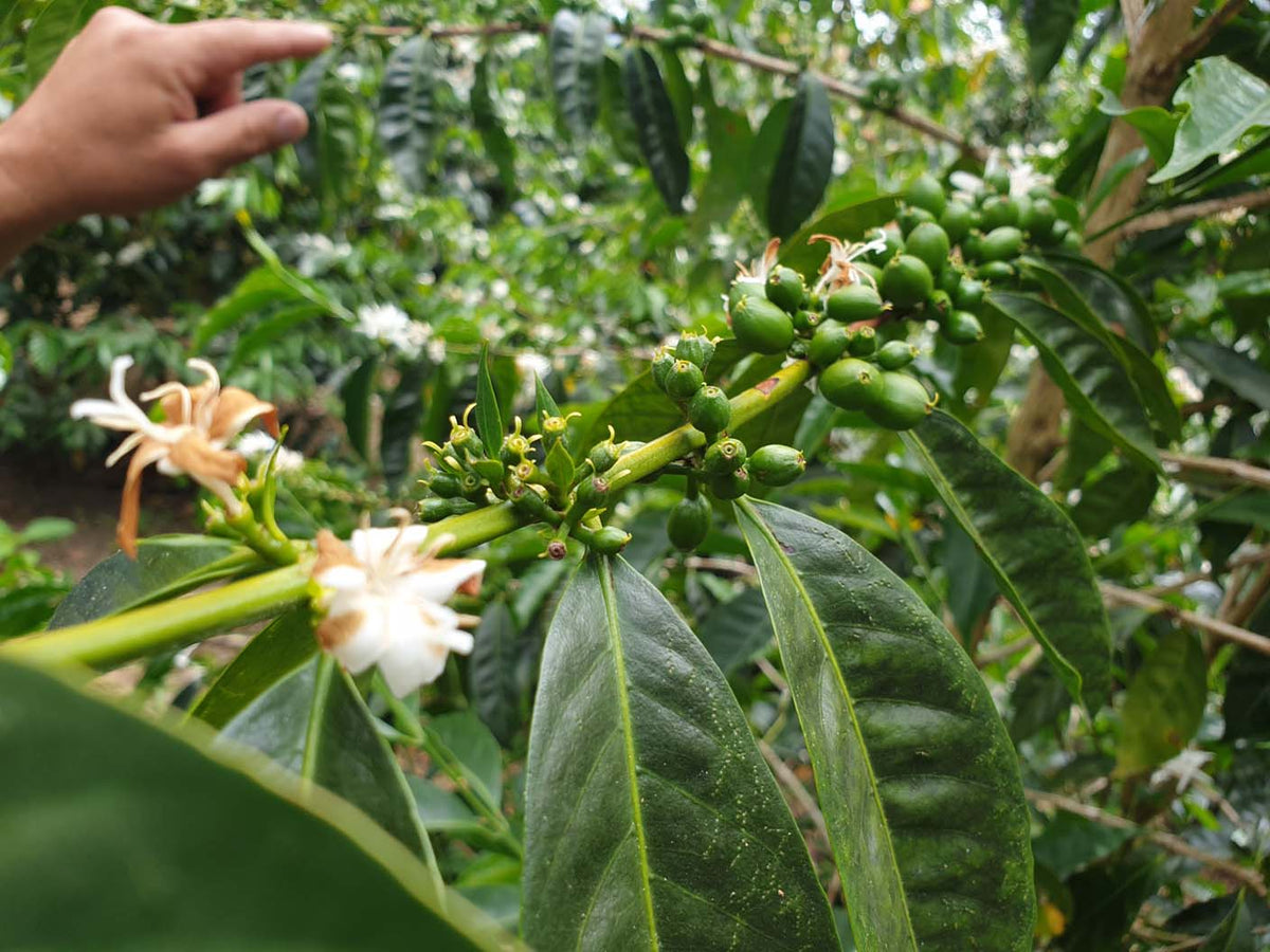 Schoenkaffee - Panama - Maragogype