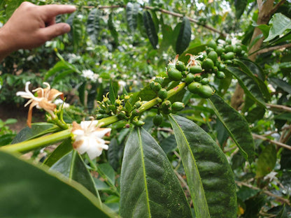 Schoenkaffee - Panama - Maragogype