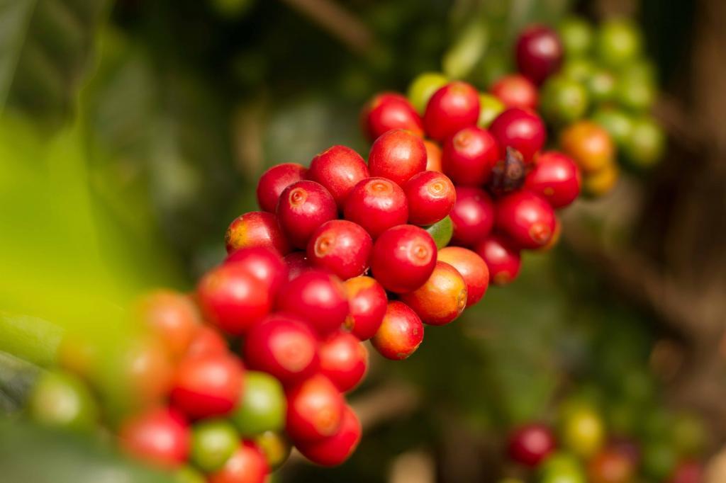 Schoenkaffee - Brasilien - Dolce Cerrado Direct Trade / Espresso