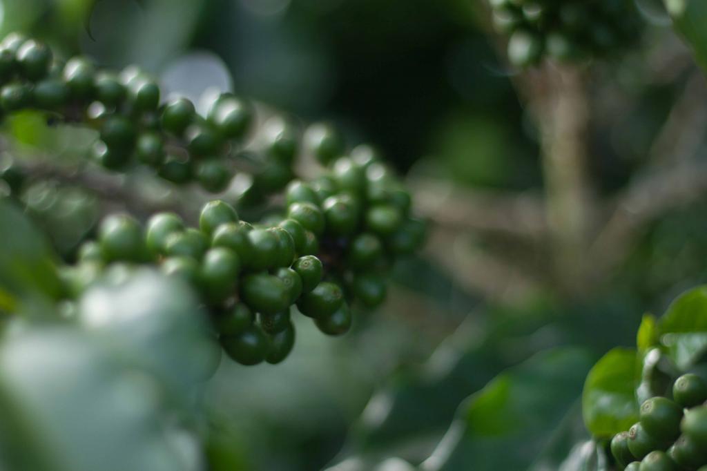 Schoenkaffee - Brasilien - Dolce Cerrado Direct Trade / Espresso