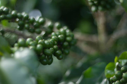 Schoenkaffee - Brasilien - Dolce Cerrado Direct Trade / Espresso