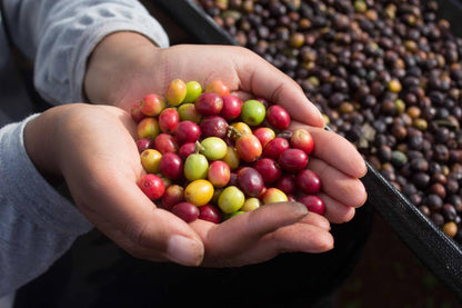 Schoenkaffee - Brasilien - Dolce Cerrado Direct Trade / Filterkaffee