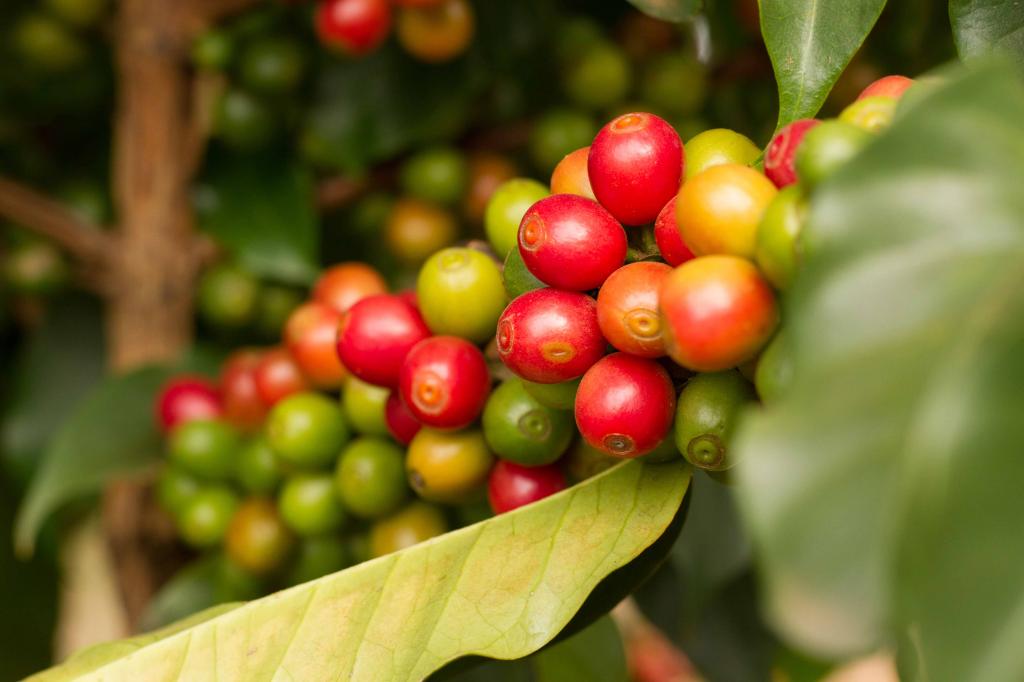 Schoenkaffee - Brasilien - Dolce Cerrado Direct Trade / Filterkaffee