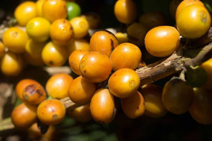 Schoenkaffee - Brasilien - Dolce Cerrado Direct Trade / Espresso