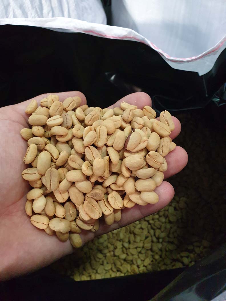 Schoenkaffee - Panama - Maragogype