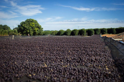 Schoenkaffee - Brasilien - Dolce Cerrado Direct Trade / Espresso